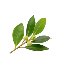 Picture of Indian Laurel Leaf, an ingredient of our natural products.