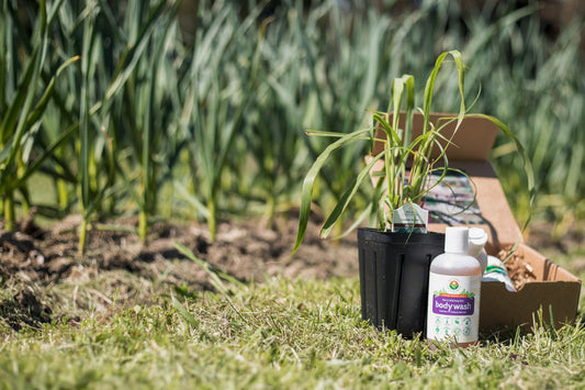 Benefits of Lemongrass Skincare Products picture of bottles of Nature Sustained Lemongrass shower products outdoors